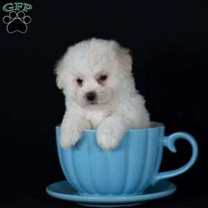 Titan (Mini), Bichon Frise Puppy